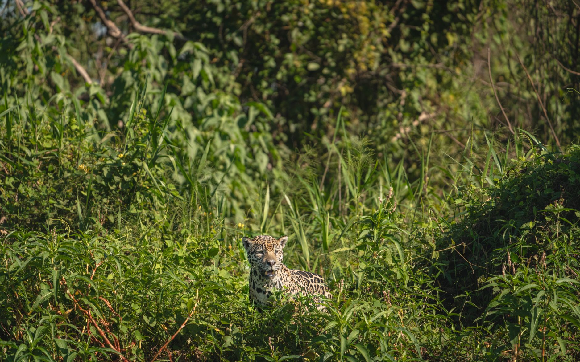 Expedição Pantanal Selvagem